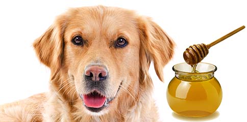 dog with honey 